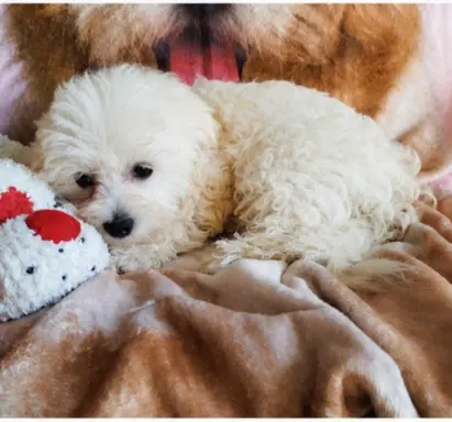 OSTATNIpiesek Maltipoo 1