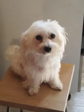 OSTATNIpiesek Maltipoo 5
