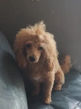 OSTATNIpiesek Maltipoo 4