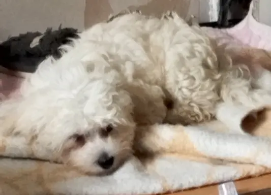 OSTATNIpiesek Maltipoo 2
