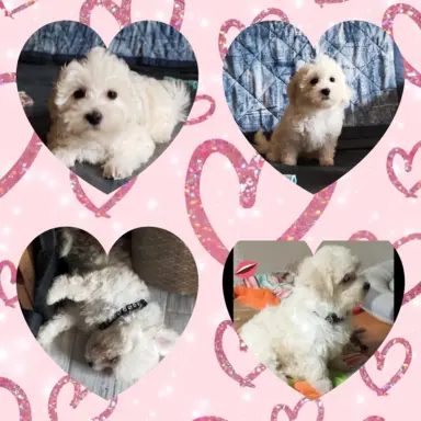 OSTATNIpiesek Maltipoo 3