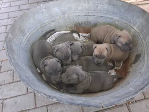 Blue szczenie American Staffordshire Terrier pies piesek 1