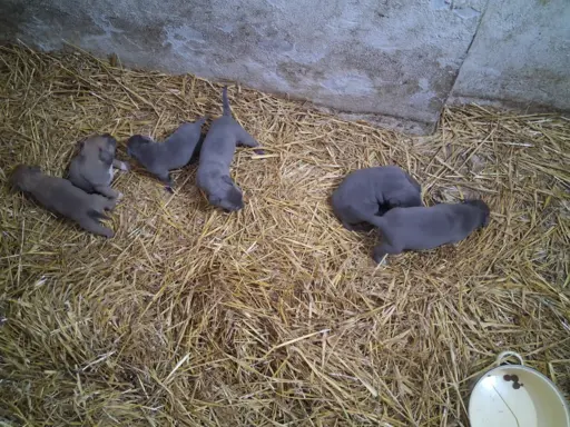 Blue szczenie American Staffordshire Terrier pies piesek 2
