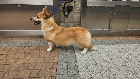 Welsh Corgi Pembroke piesek 2