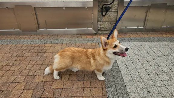 Welsh Corgi Pembroke piesek 3