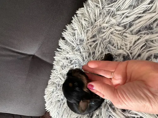 Yorkshire Terrier 2