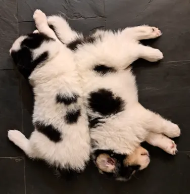 Szczeniaki pies pasterski pies rodzinny Tornjak 2