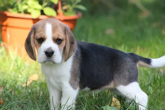 Beagle szczeniaczki ZKwP FCI po Championie 5