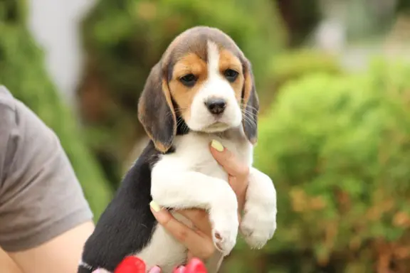 Beagle szczeniaczki ZKwP FCI po Championie 6
