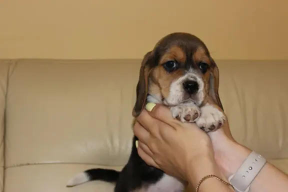 Beagle szczeniaczki ZKwP FCI po Championie 7