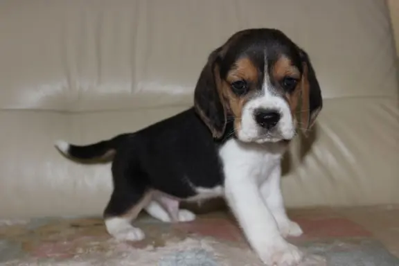 Beagle szczeniaczki ZKwP FCI po Championie 8