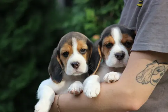 Beagle szczeniaczki ZKwP FCI po Championie 2