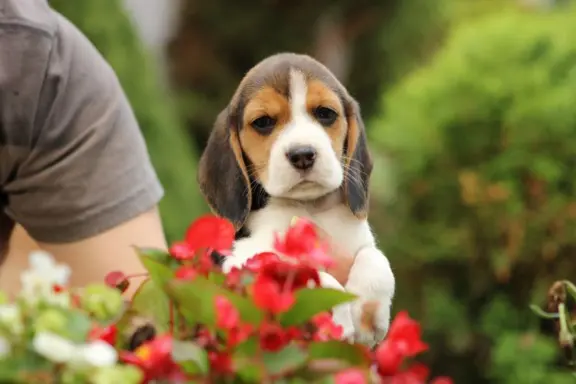 Beagle szczeniaczki ZKwP FCI po Championie 3
