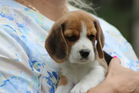 Beagle szczeniaczki ZKwP FCI po Championie 9