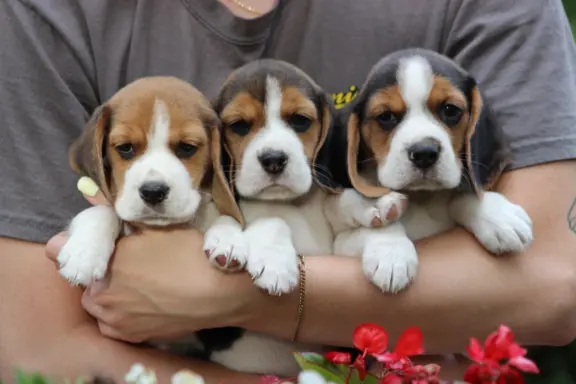 Beagle szczeniaczki ZKwP FCI po Championie 1