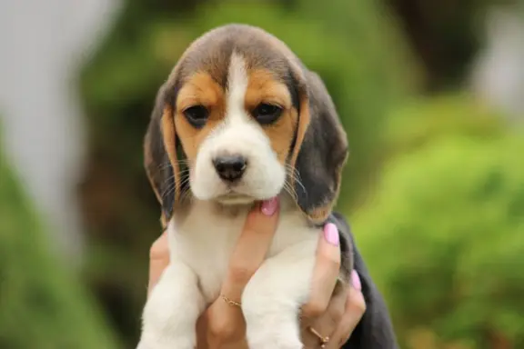 Beagle szczeniaczki ZKwP FCI po Championie 4