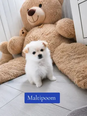 Maltipom – Pomeranian maltańczyk piesek i suczka 1
