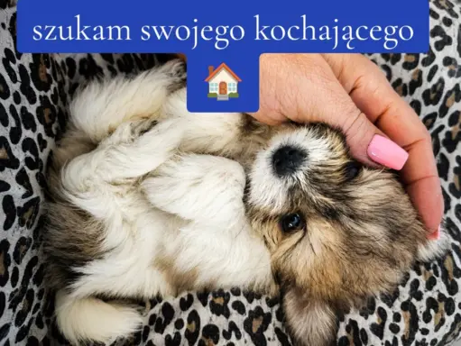 Maltipom – Pomeranian maltańczyk piesek i suczka 3