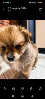 Maltipom – Pomeranian maltańczyk piesek i suczka 4