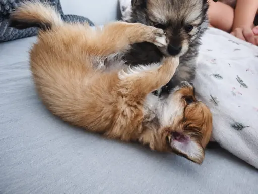 Maltipom – Pomeranian maltańczyk piesek i suczka 5
