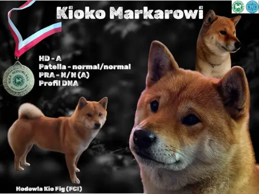 SHIBA INU ZKWP FCI 3