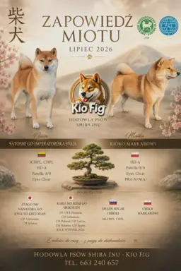 SHIBA INU ZKWP FCI 4