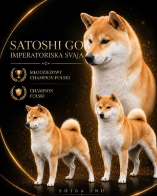 SHIBA INU ZKWP FCI 2