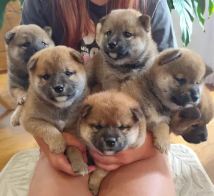 SHIBA INU ZKWP FCI 1