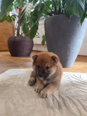 SHIBA INU ZKWP FCI 5
