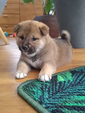 SHIBA INU ZKWP FCI 6