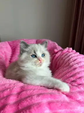 Śliczna kotki Ragdoll 1
