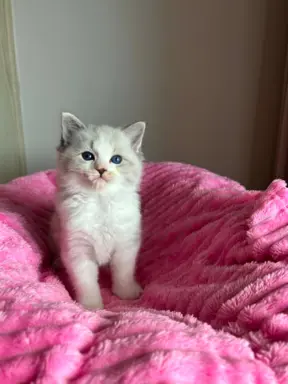 Śliczna kotki Ragdoll 2