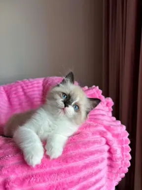 Śliczna kotki Ragdoll 3