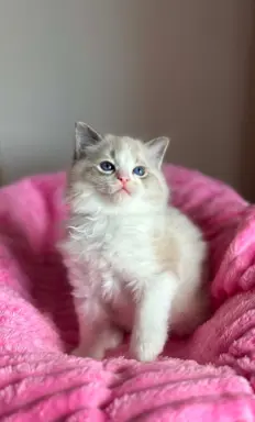 Śliczna kotki Ragdoll 4
