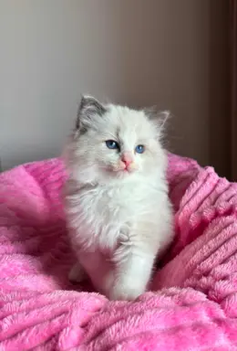 Śliczna kotki Ragdoll 5