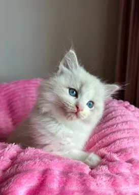 Śliczna kotki Ragdoll 6