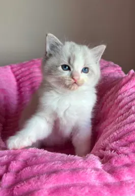 Śliczna kotki Ragdoll 7