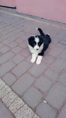 Piesek rasy border collie 05.07.2026 1