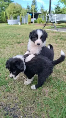 Piesek rasy border collie 05.07.2026 2