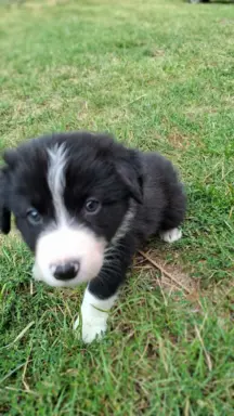 Piesek rasy border collie 05.07.2026 3