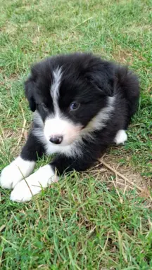 Piesek rasy border collie 05.07.2026 5