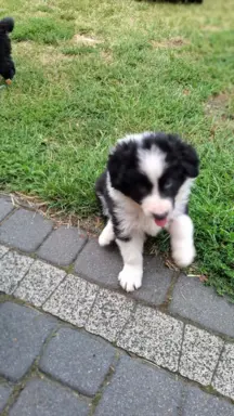 Piesek rasy border collie 05.07.2026 6