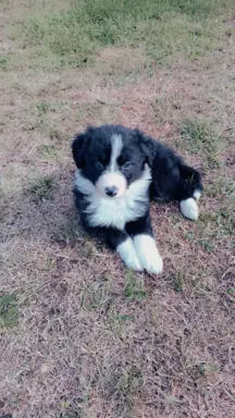 Piesek rasy border collie 05.07.2026 7