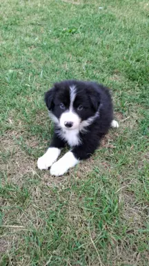 Piesek rasy border collie 05.07.2026 8