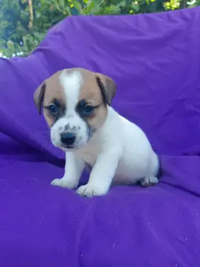 Wzorcowy Jack Russell piękna budowa rodzice FCI 2