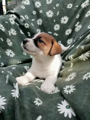 Wzorcowy Jack Russell piękna budowa rodzice FCI 5