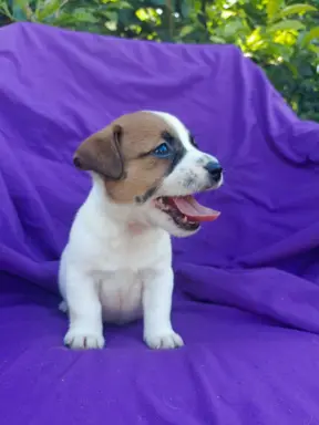Wzorcowy Jack Russell piękna budowa rodzice FCI 1