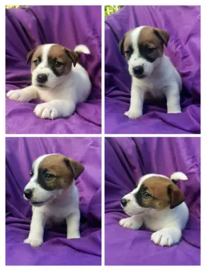 Wzorcowy Jack Russell piękna budowa rodzice FCI 3