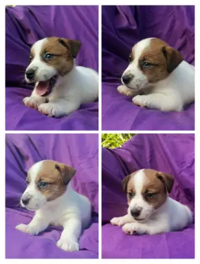 Wzorcowy Jack Russell piękna budowa rodzice FCI 6
