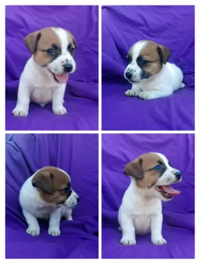 Wzorcowy Jack Russell piękna budowa rodzice FCI 4